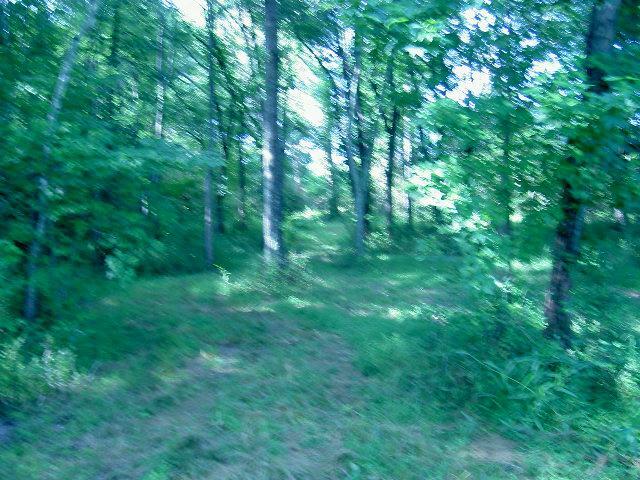 a view of a green field with lots of trees
