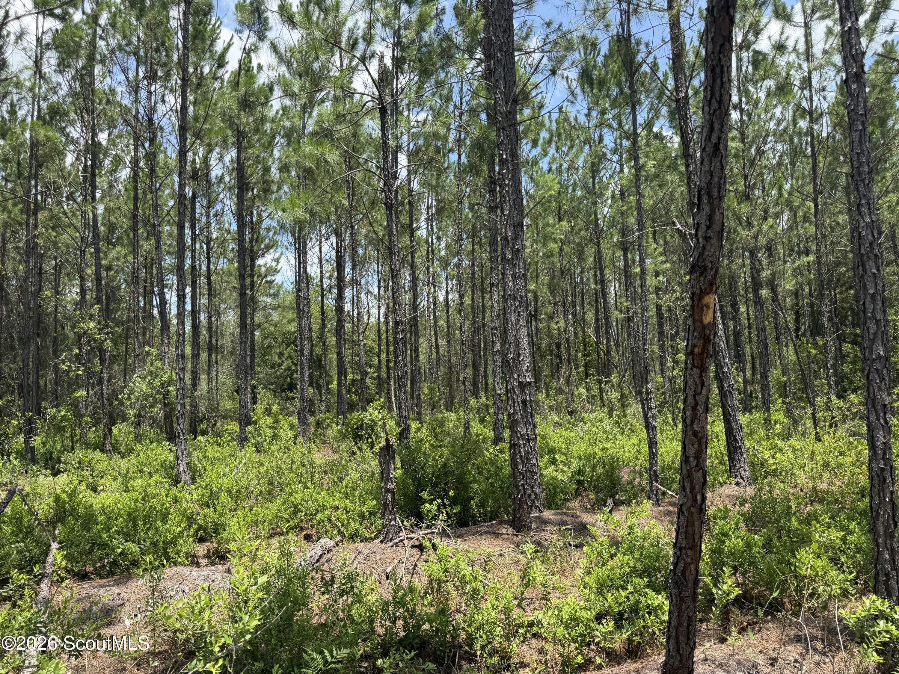 Lot 5 Corbitt Road, Unit LOT 5 Manor, GA 31550 - Photo 3 of 11 IMG_8004