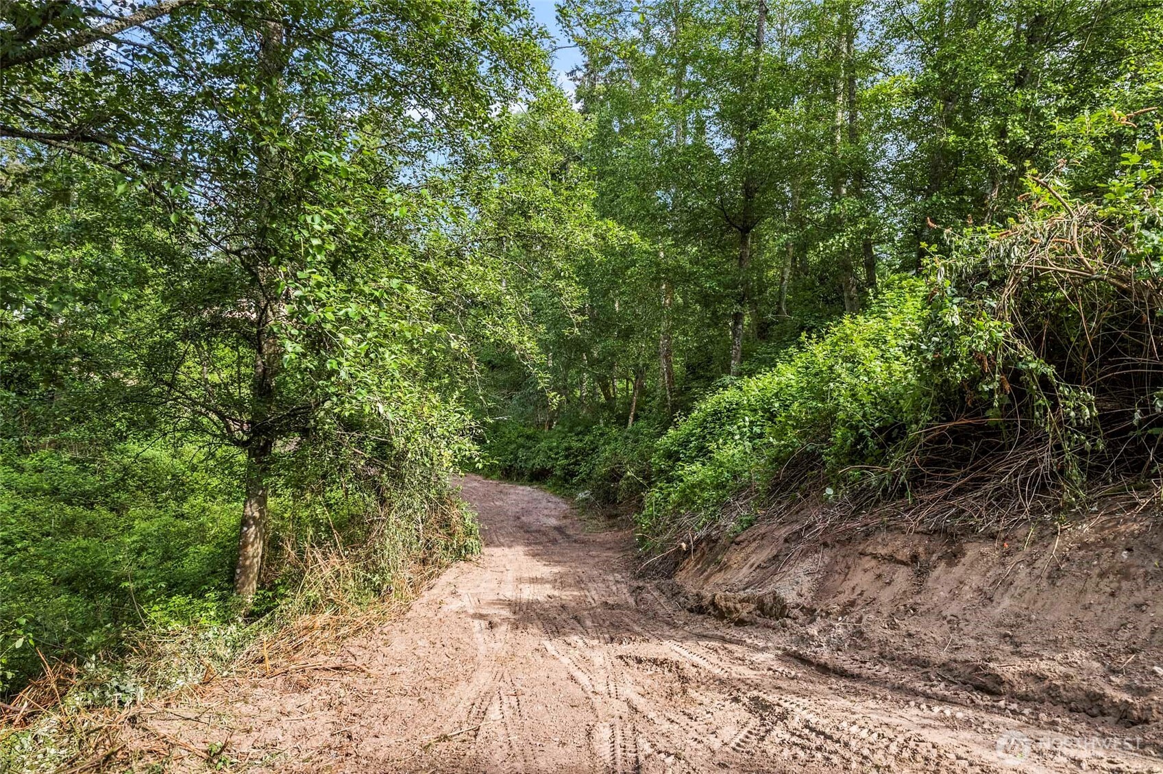 -xxx Osprey Road, Unit 152 Freeland, WA 98249 - Photo 9 of 14 a big yard with lots of green space and trees