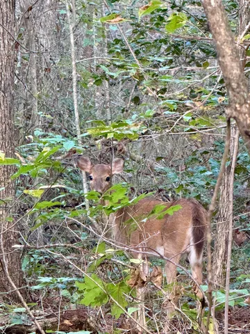 $102,144 | 0 Owl Hollow Road, Unit LOT 5, Palmer, TN 37365