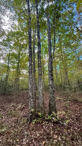 $102,144 | 0 Owl Hollow Road, Unit LOT 5, Palmer, TN 37365