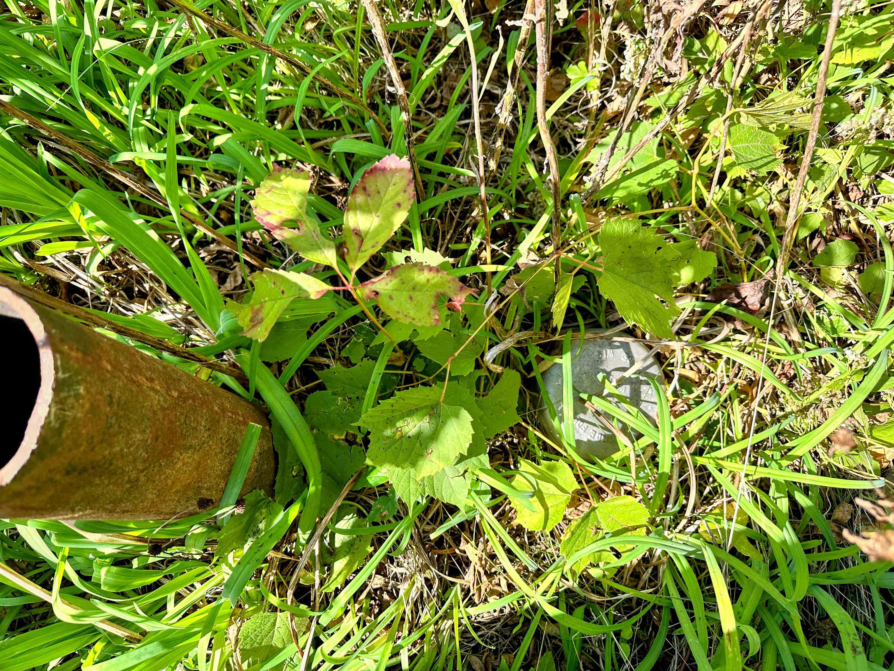 0 Cedar Bagley, WI 53801 - Photo 16 of 16