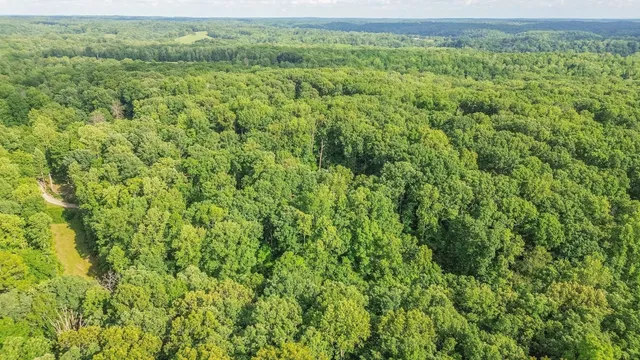 a view of a forest with trees in the background