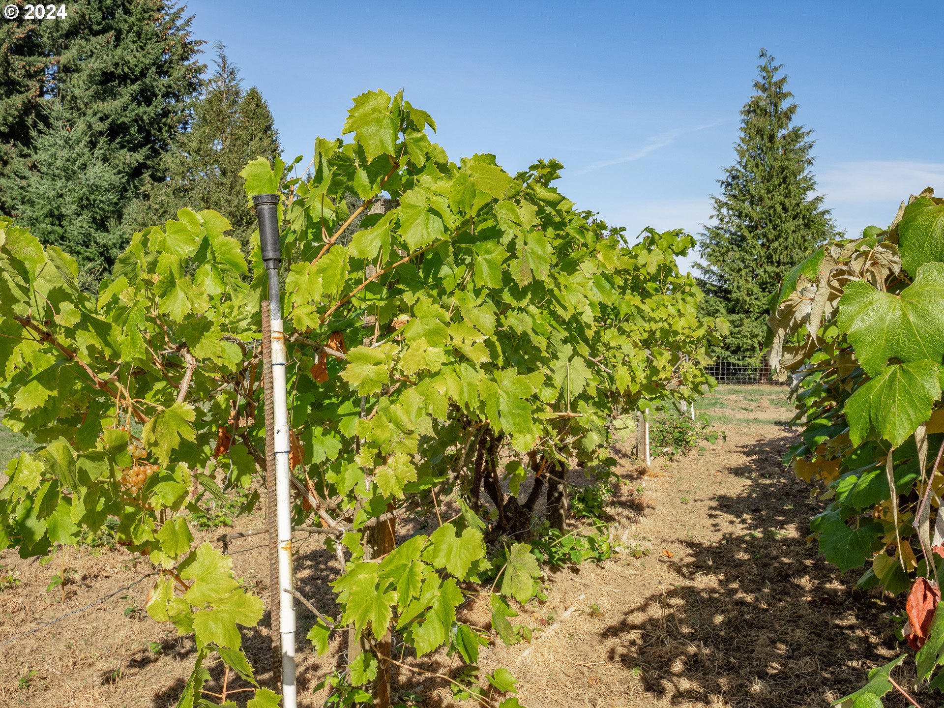 25200 Southwest McConnell Road Sherwood, OR 97140 - Photo 42 of 48