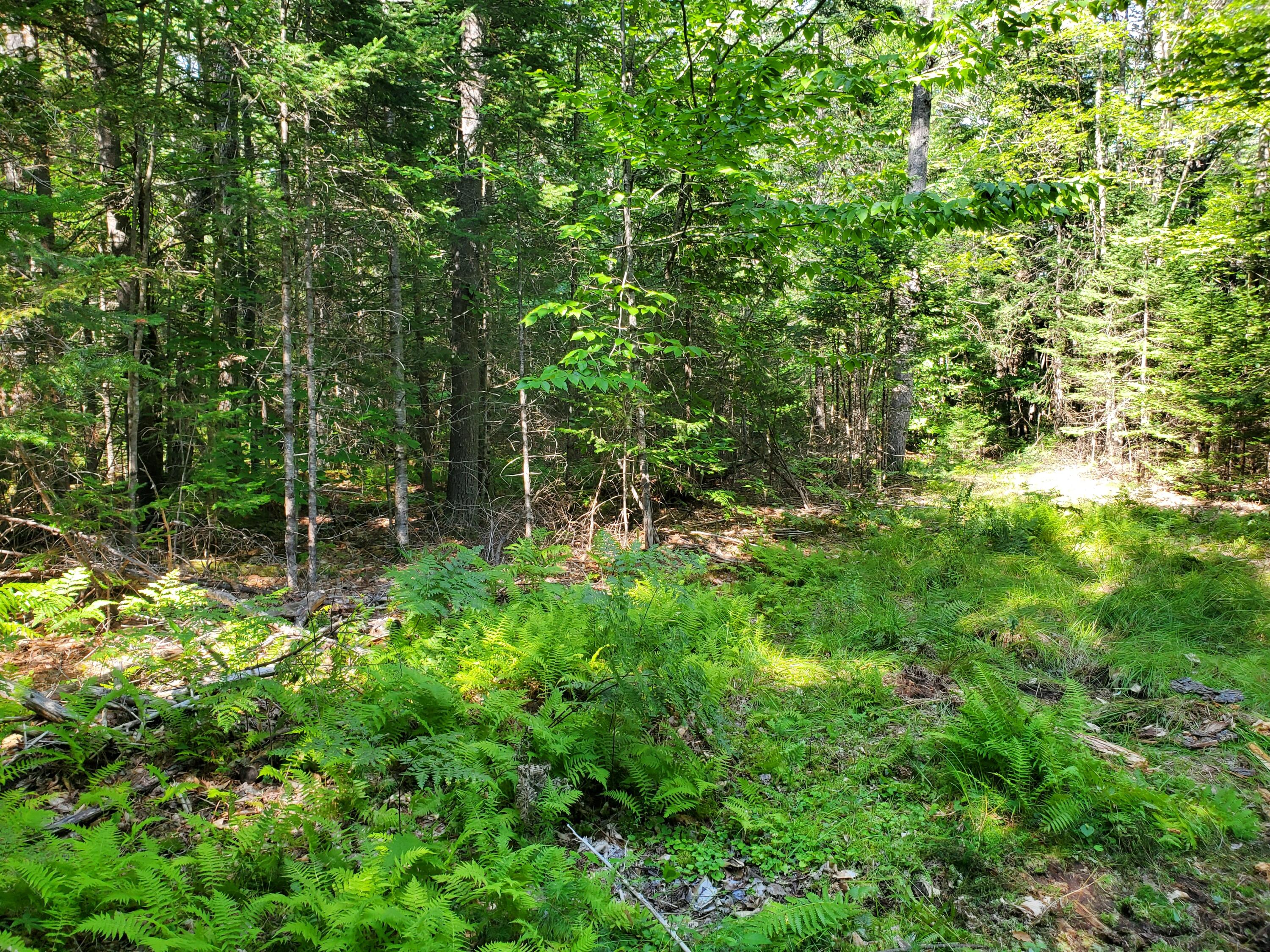 Tbd Upton Road Harrison, ME 04040 - Photo 6 of 13 20220819_153752