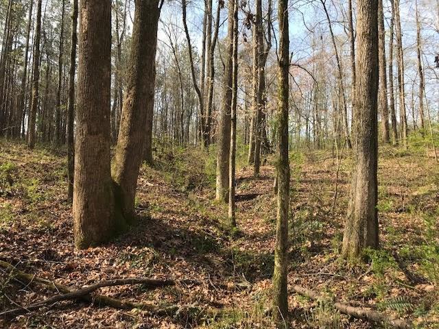 4 Cotton Road Canton, GA 30115 - Photo 4 of 13