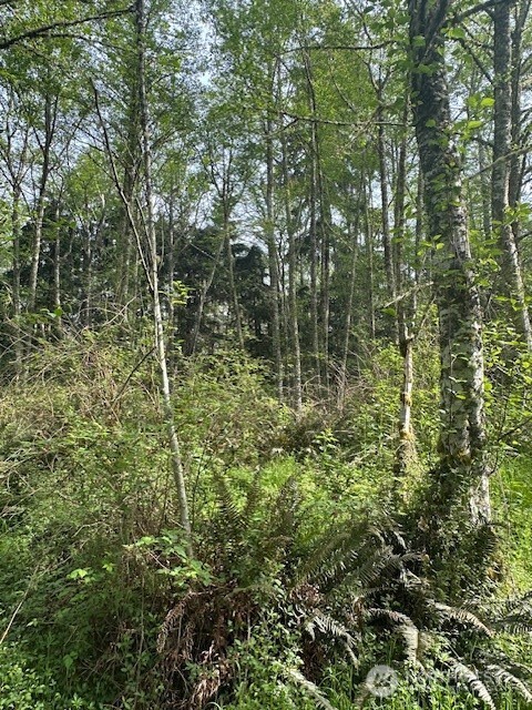 12 Ander Park Road Freeland, WA 98249 - Photo 14 of 19 a view of forest