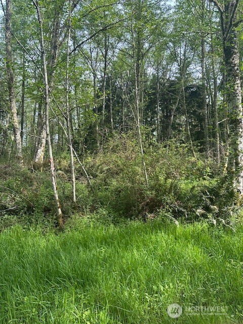 12 Ander Park Road Freeland, WA 98249 - Photo 4 of 19 a view of forest