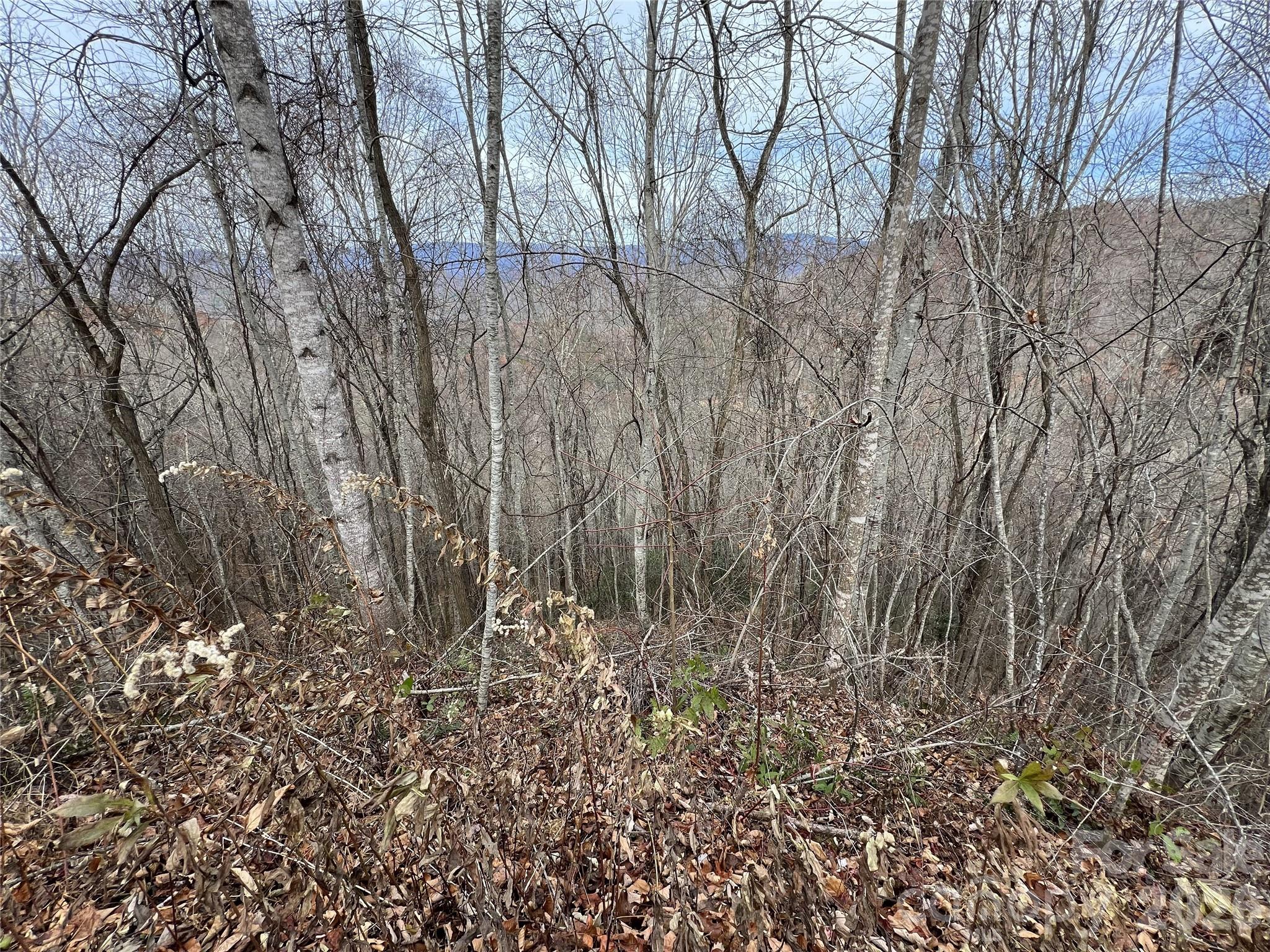 Lot 7 Deer Ridge Road Bryson City, NC 28713 - Photo 4 of 5 a view of lots of trees