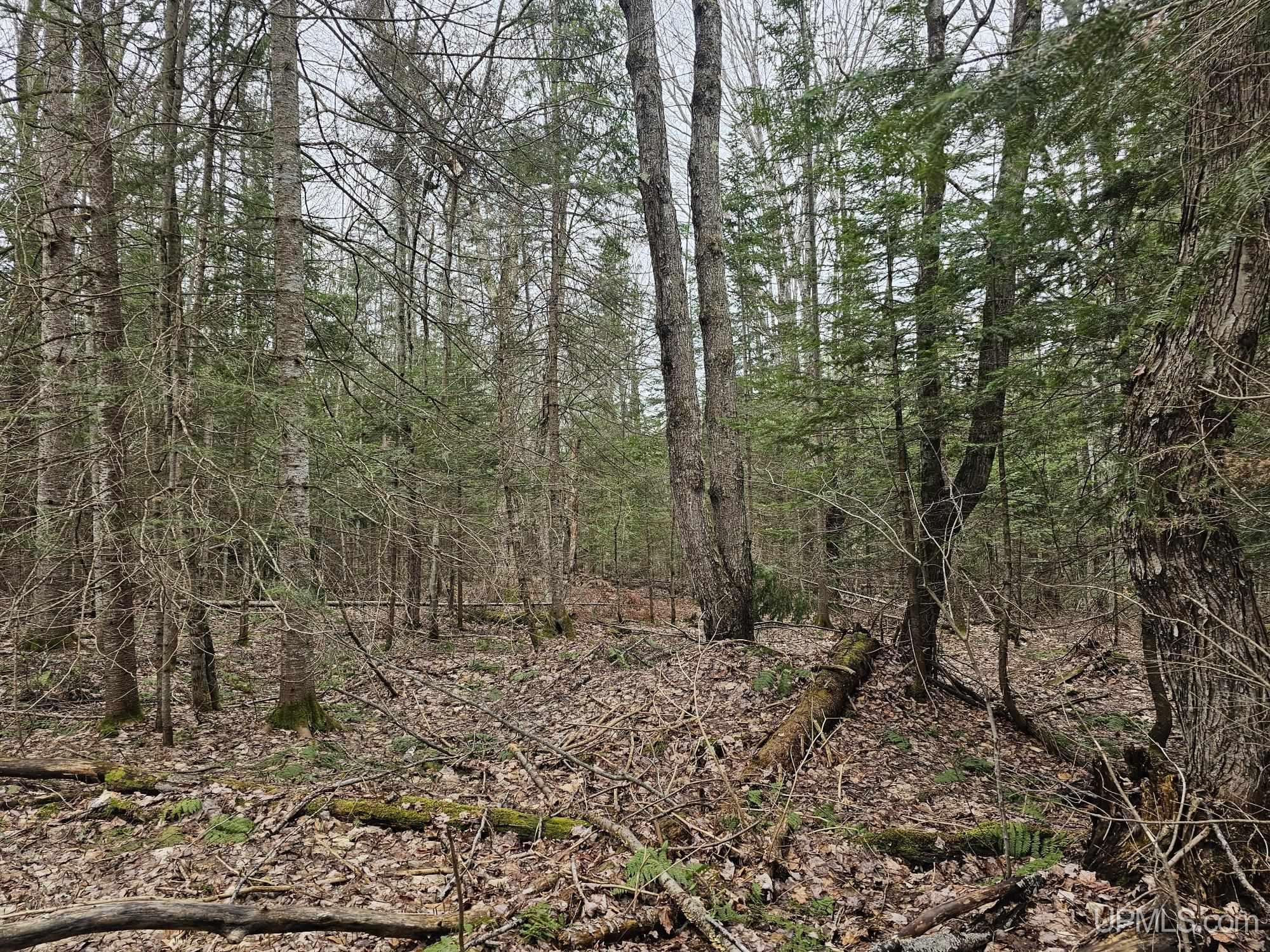 23 Camp 23 Road Germfask, MI 49836 - Photo 8 of 16