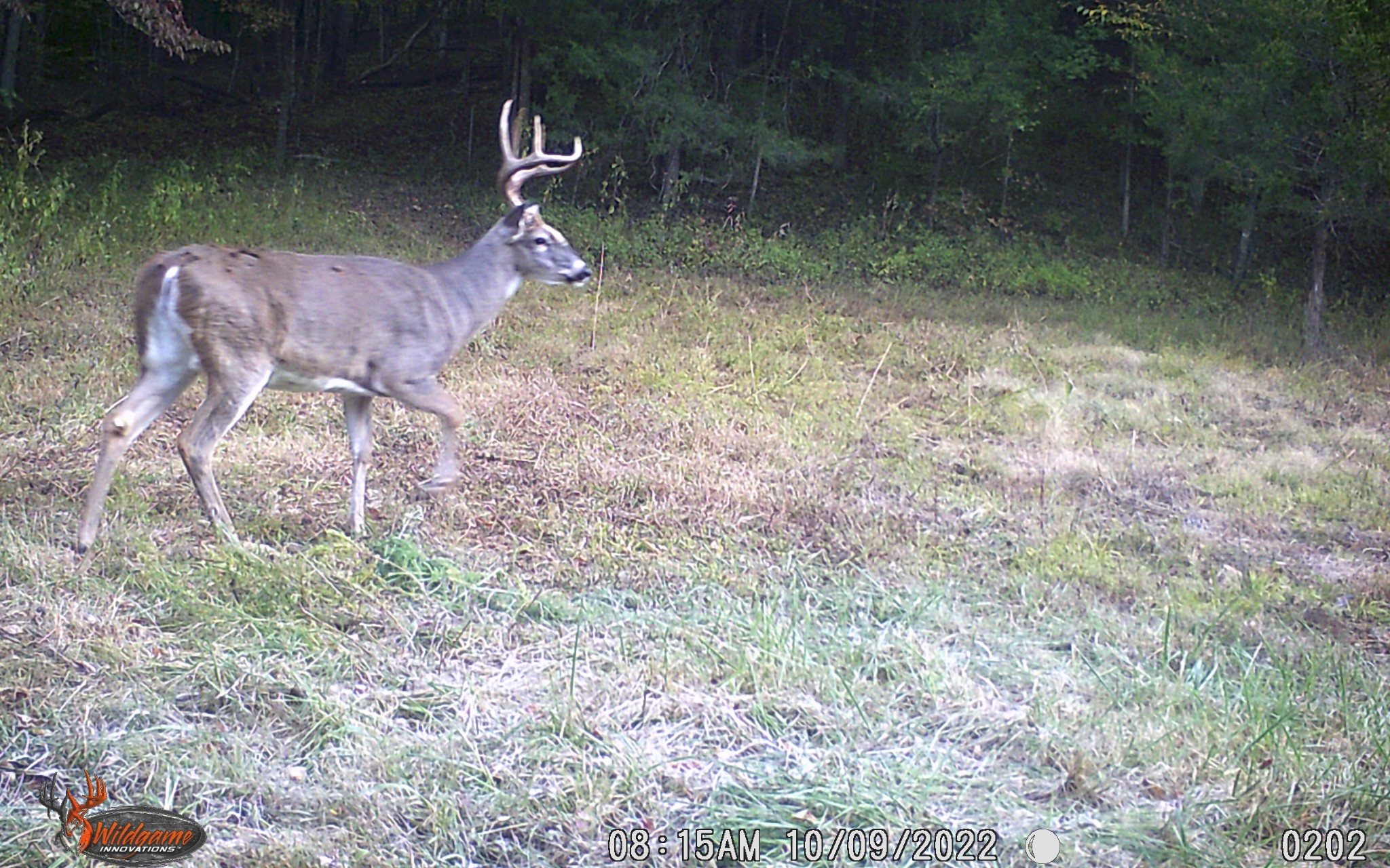 6528 Neeley Creek Road Celina, TN 38551 - Photo 17 of 61 a backyard of a house with lots of green space and fountain