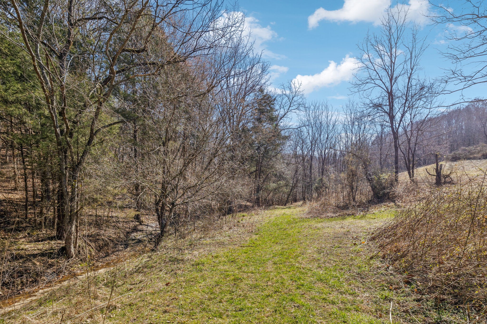 6528 Neeley Creek Road Celina, TN 38551 - Photo 18 of 61 a view of a yard with large trees