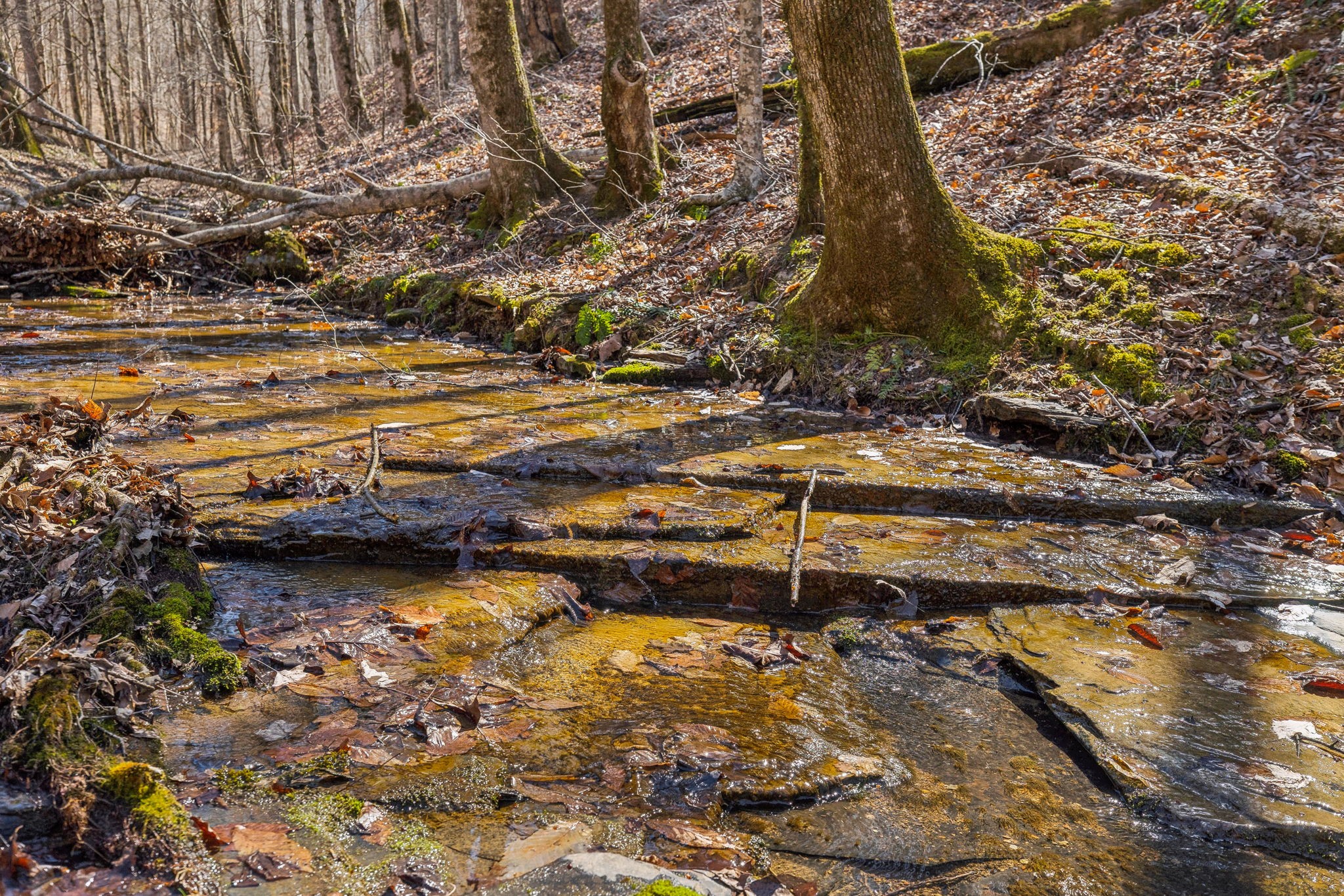 6528 Neeley Creek Road Celina, TN 38551 - Photo 28 of 61 a view of a backyard of a house