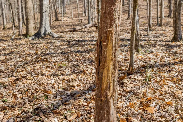 $799,900 | 6528 Neeley Creek Road, Celina, TN 38551