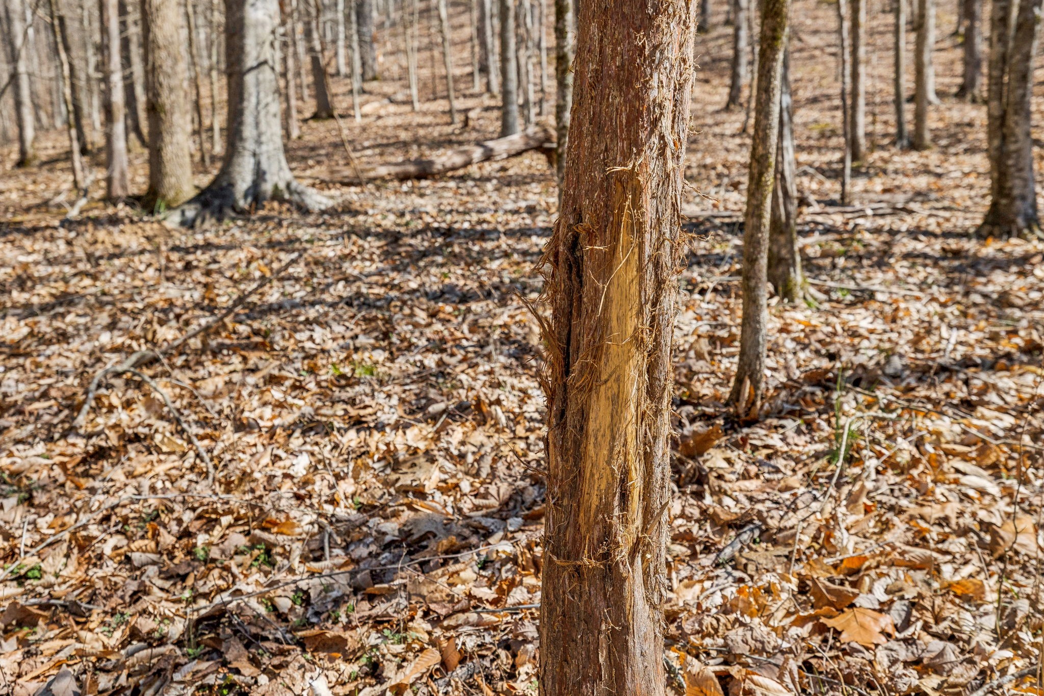 6528 Neeley Creek Road Celina, TN 38551 - Photo 37 of 61