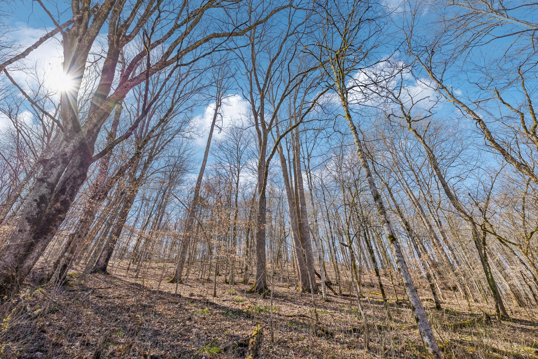 6528 Neeley Creek Road Celina, TN 38551 - Photo 4 of 61