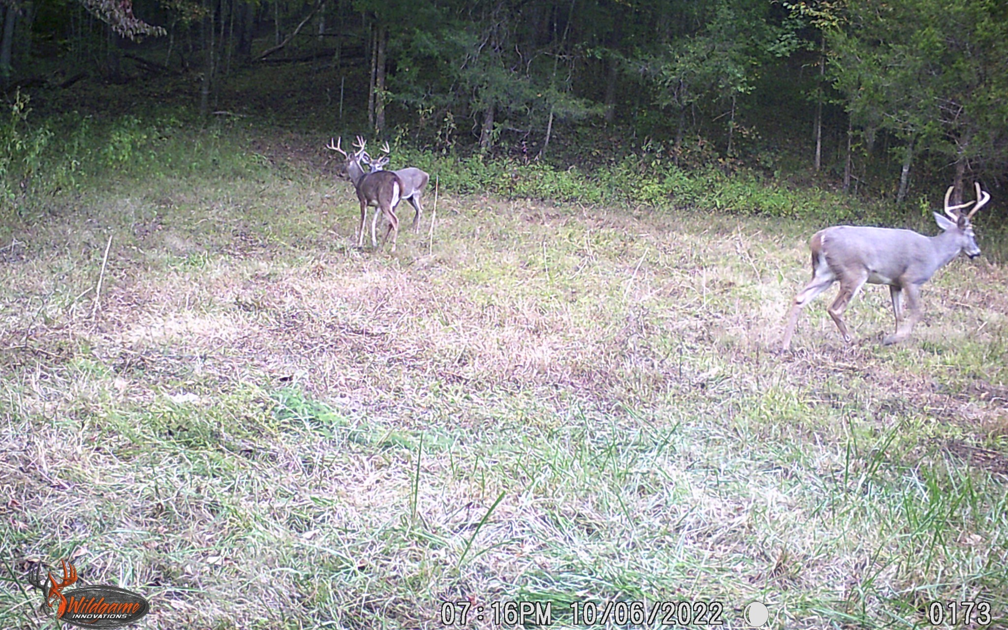 6528 Neeley Creek Road Celina, TN 38551 - Photo 42 of 61 a backyard of a house with table and chairs