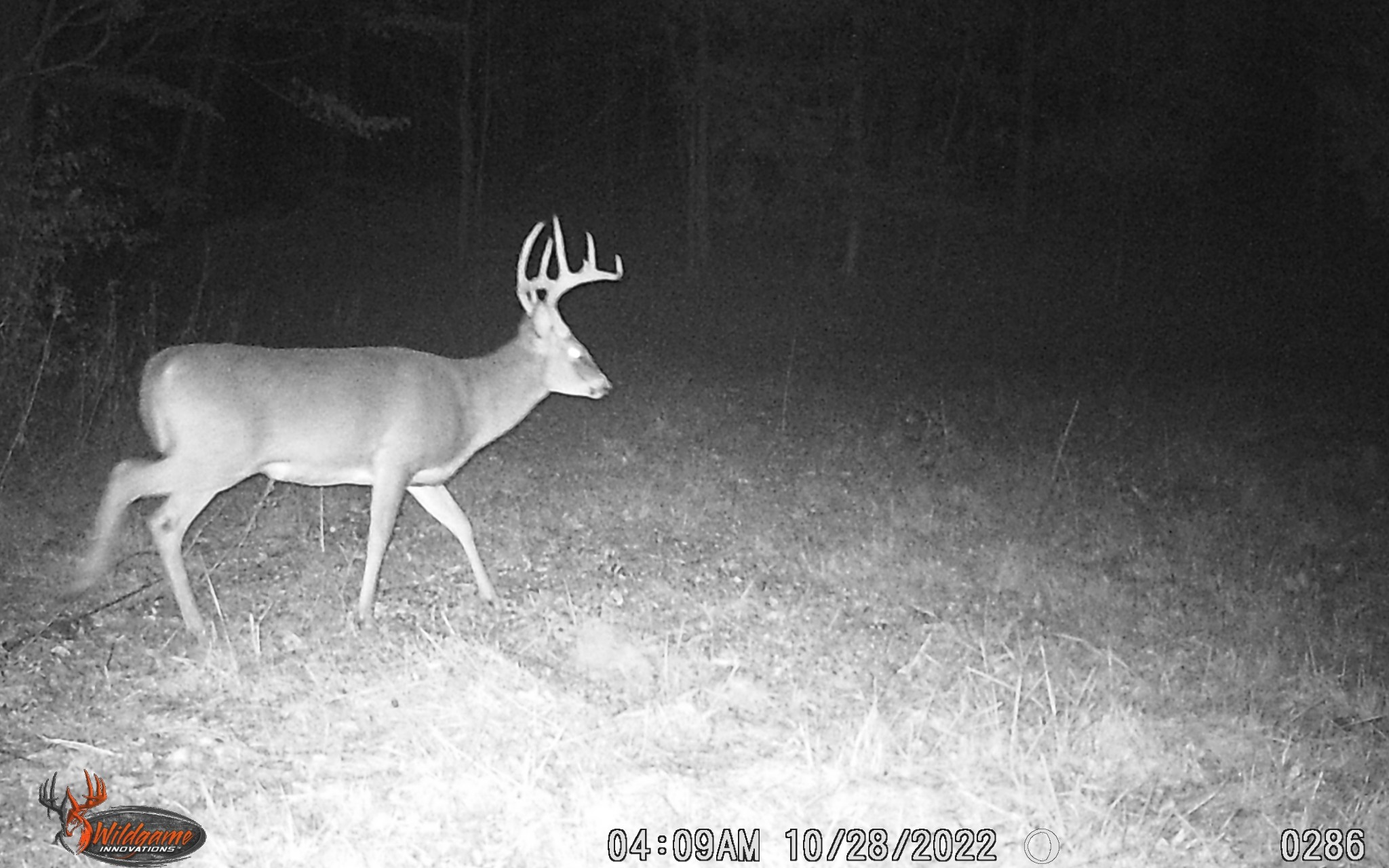 6528 Neeley Creek Road Celina, TN 38551 - Photo 45 of 61