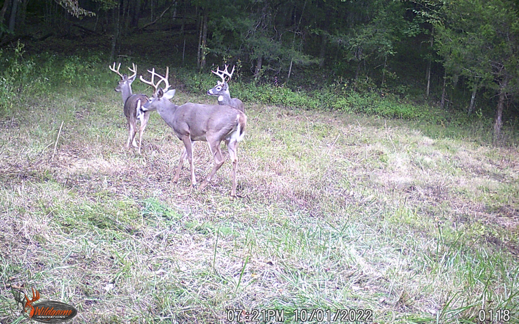 6528 Neeley Creek Road Celina, TN 38551 - Photo 6 of 61 a view of a backyard with plants and outdoor space