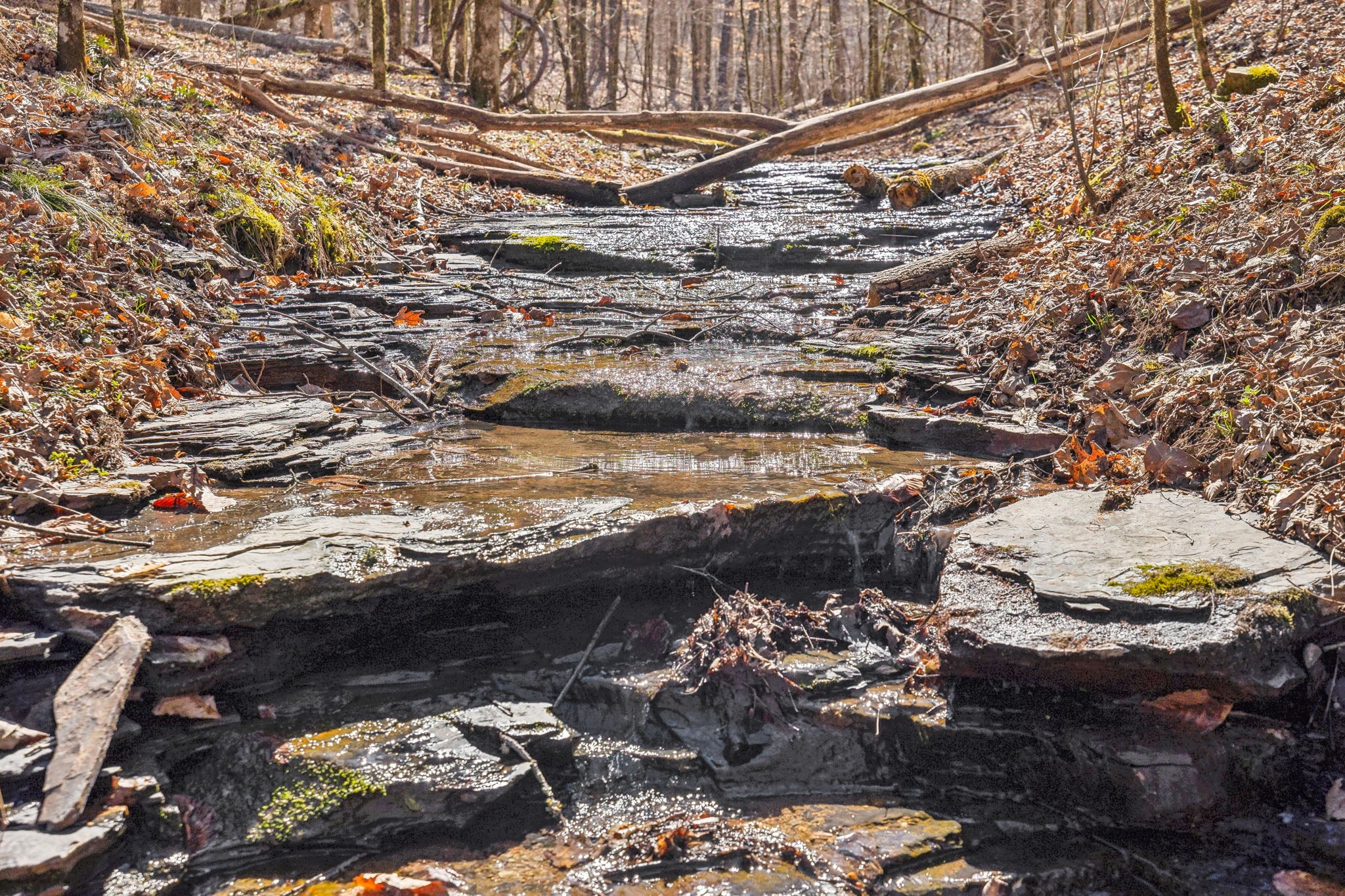 6528 Neeley Creek Road Celina, TN 38551 - Photo 9 of 61