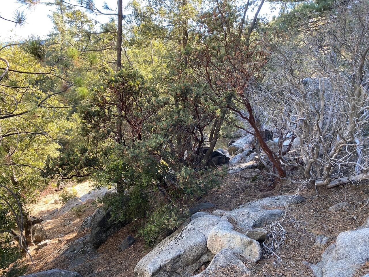 0 Lakeview Drive Idyllwild, CA 92549 - Photo 4 of 7 a view of a tree with lots of bushes
