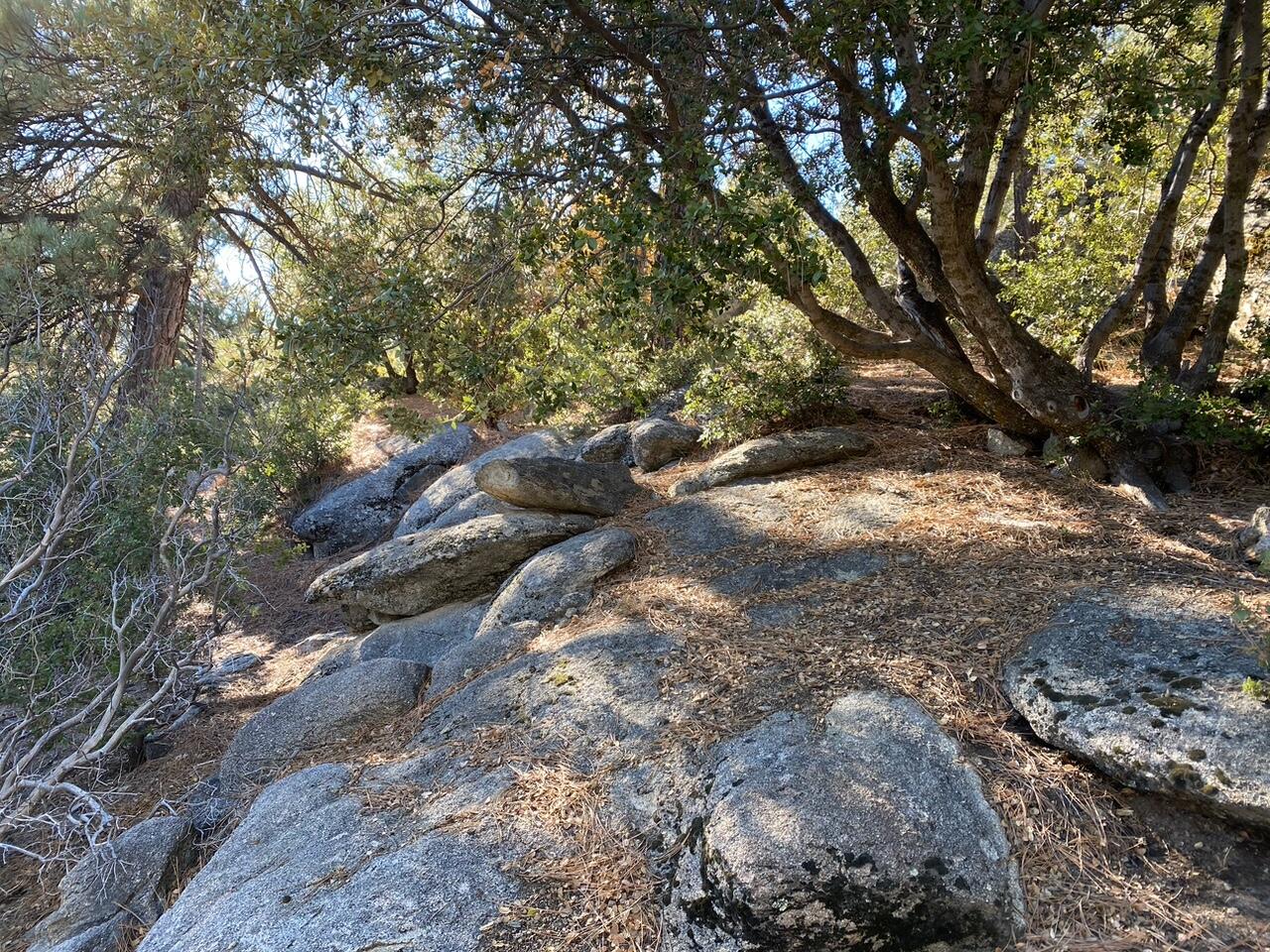0 Lakeview Drive Idyllwild, CA 92549 - Photo 5 of 7 a view of tree