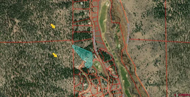 a view of a forest with a tree