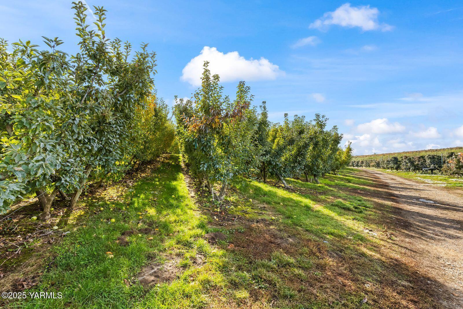 370 Macy Road Zillah, WA 98953 - Photo 11 of 42