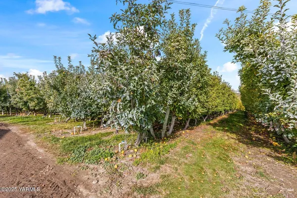 a view of a yard with a tree