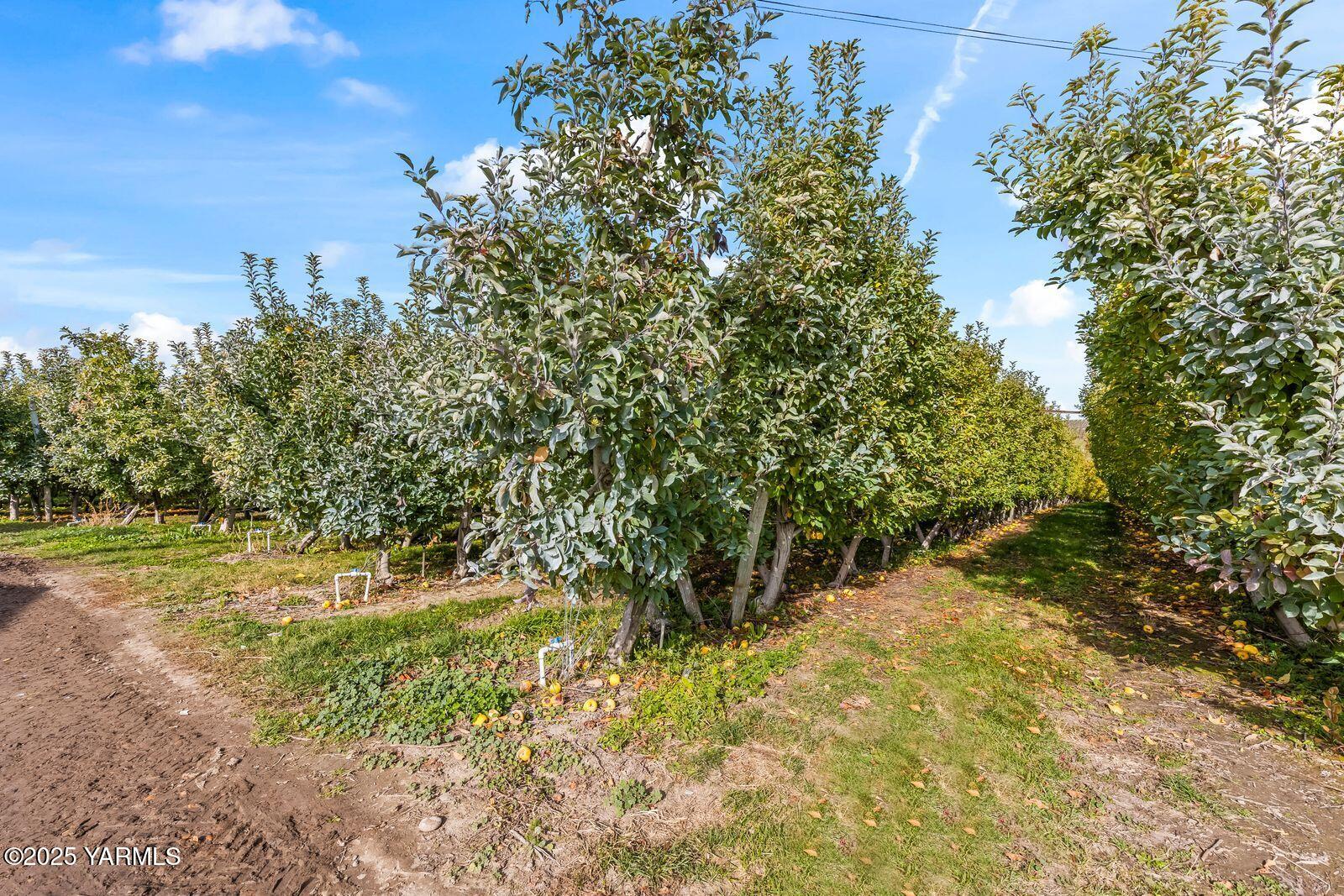 370 Macy Road Zillah, WA 98953 - Photo 25 of 42 a view of a yard with an trees