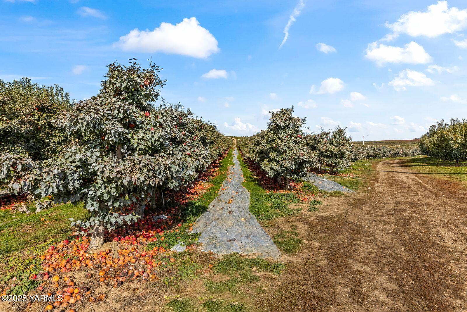 370 Macy Road Zillah, WA 98953 - Photo 28 of 42 a view of a yard with outside space