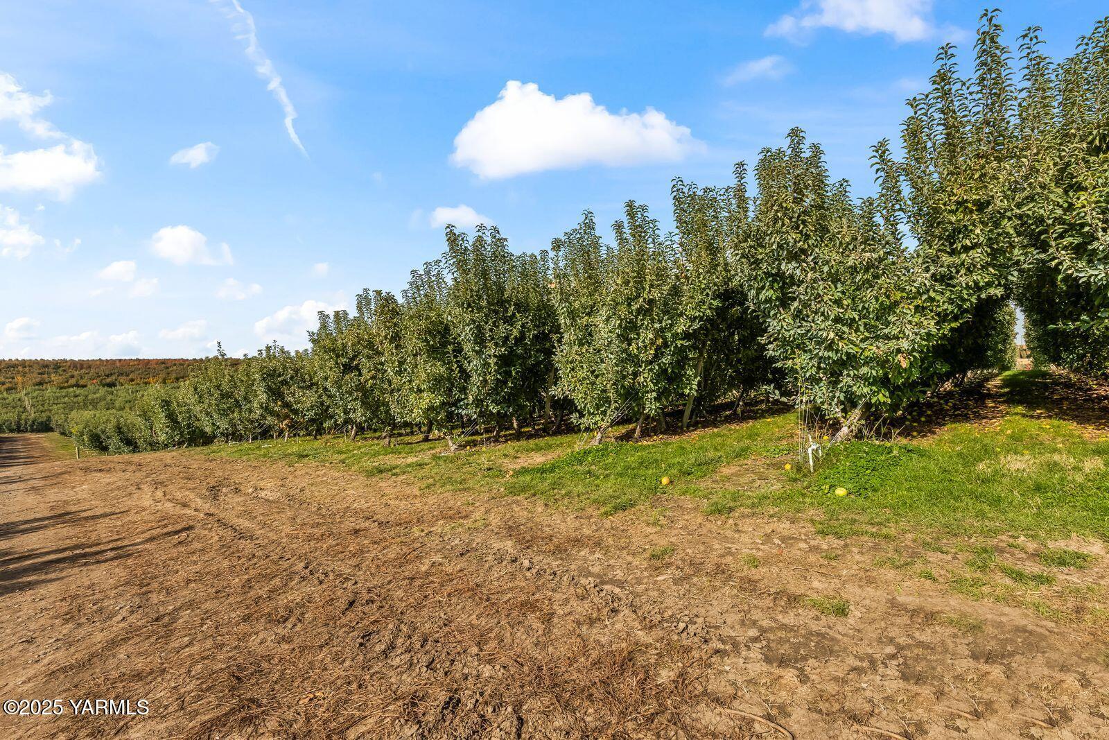 370 Macy Road Zillah, WA 98953 - Photo 29 of 42 a view of a yard with a trees