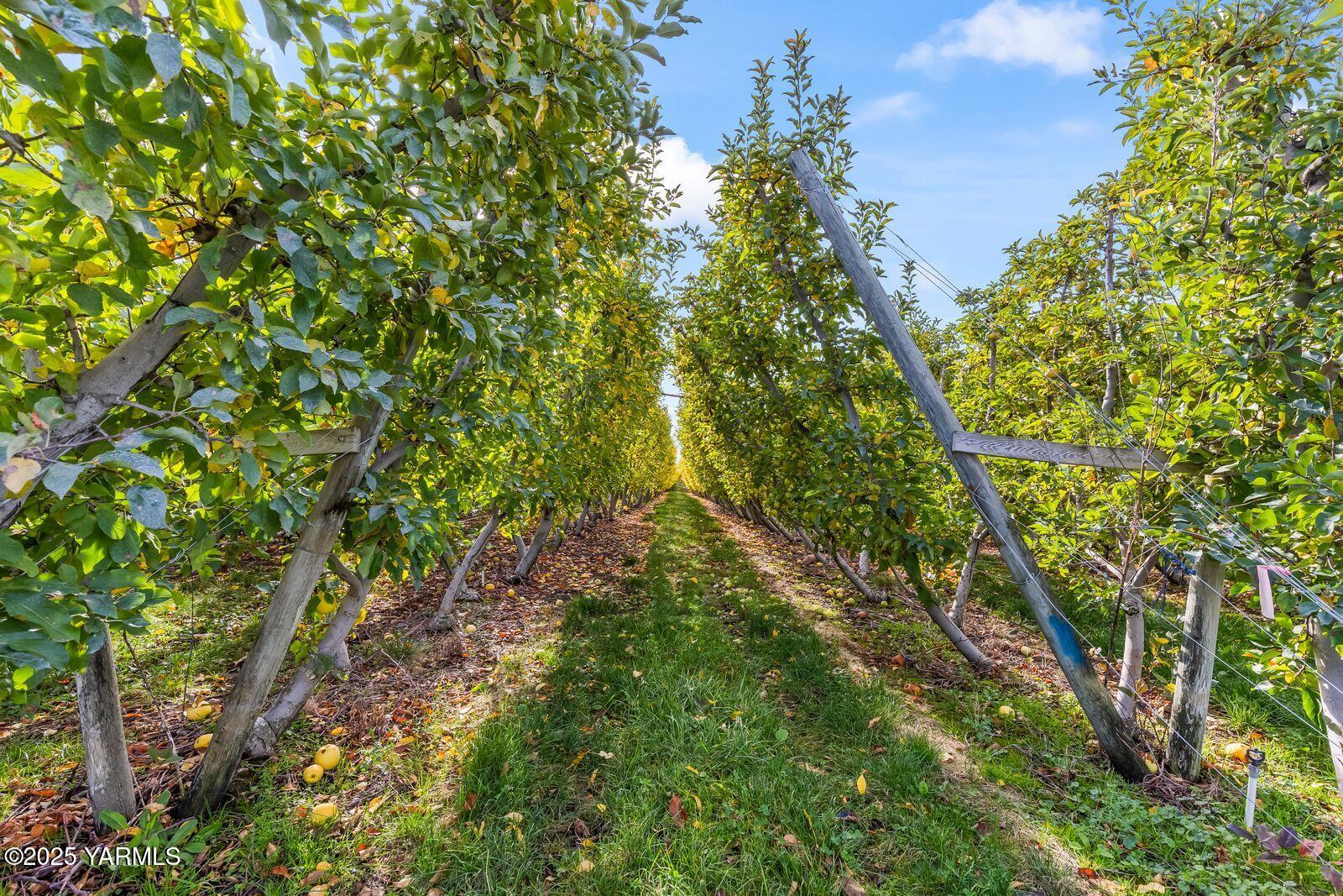 370 Macy Road Zillah, WA 98953 - Photo 4 of 42 a backyard of a house with lots of trees