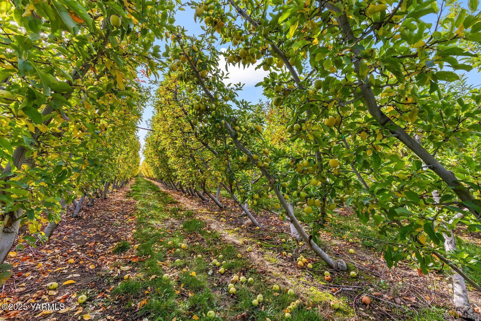 370 Macy Road Zillah, WA 98953 - Photo 5 of 42 a view of a tree