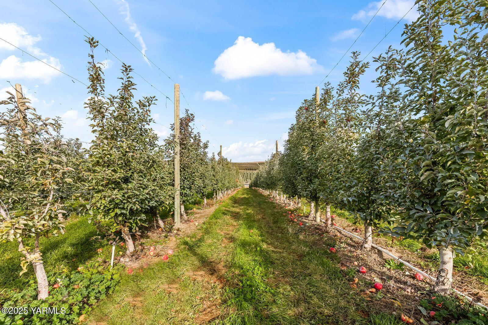 370 Macy Road Zillah, WA 98953 - Photo 8 of 42 a view of a yard with flower plants and large tree