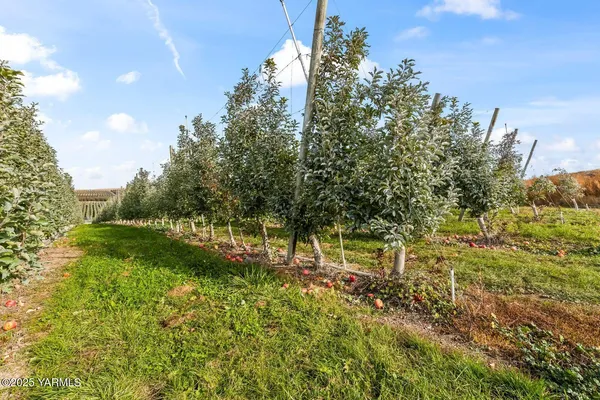 a view of yard