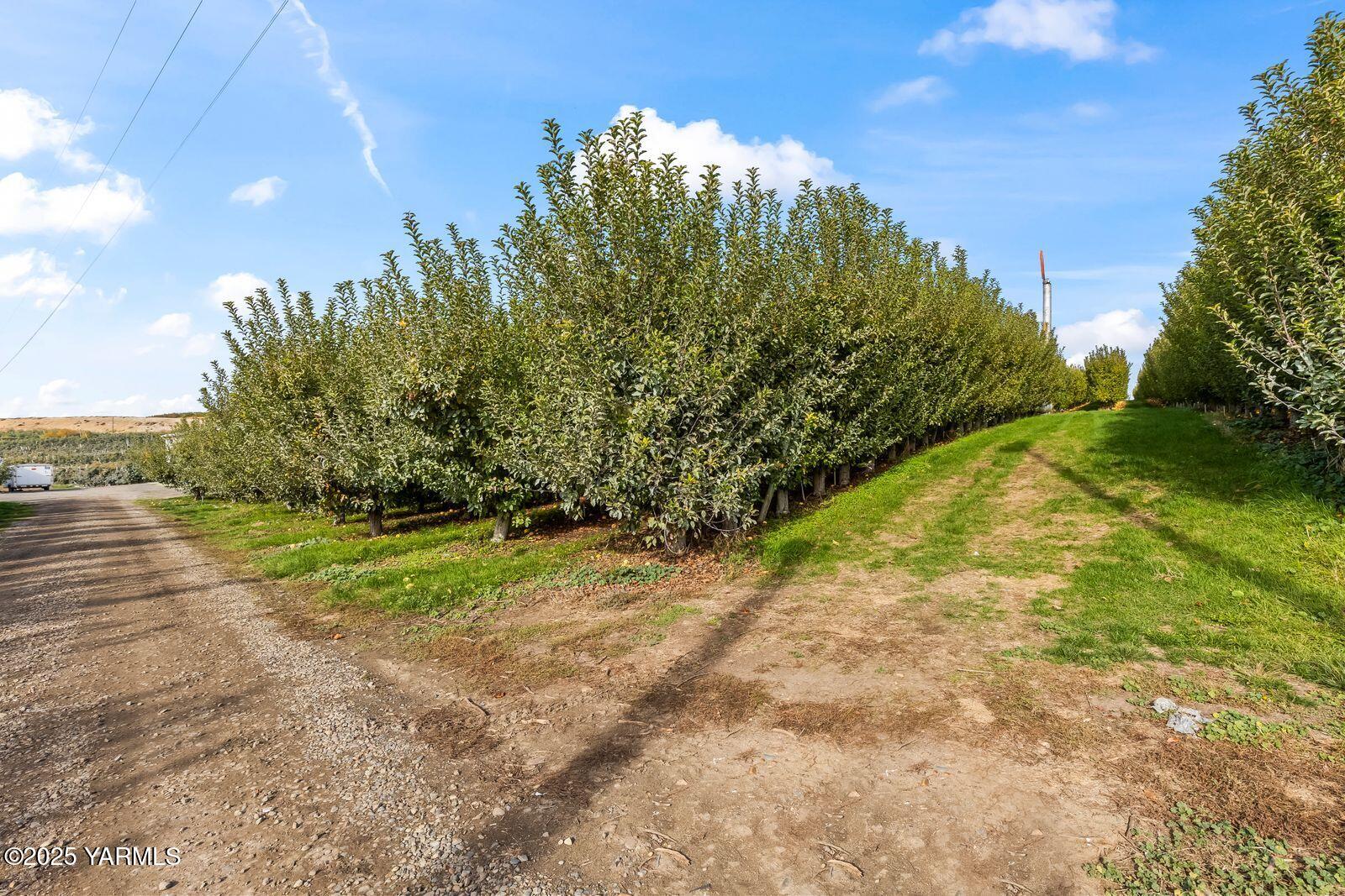 370 Macy Road Zillah, WA 98953 - Photo 10 of 42 a view of a yard
