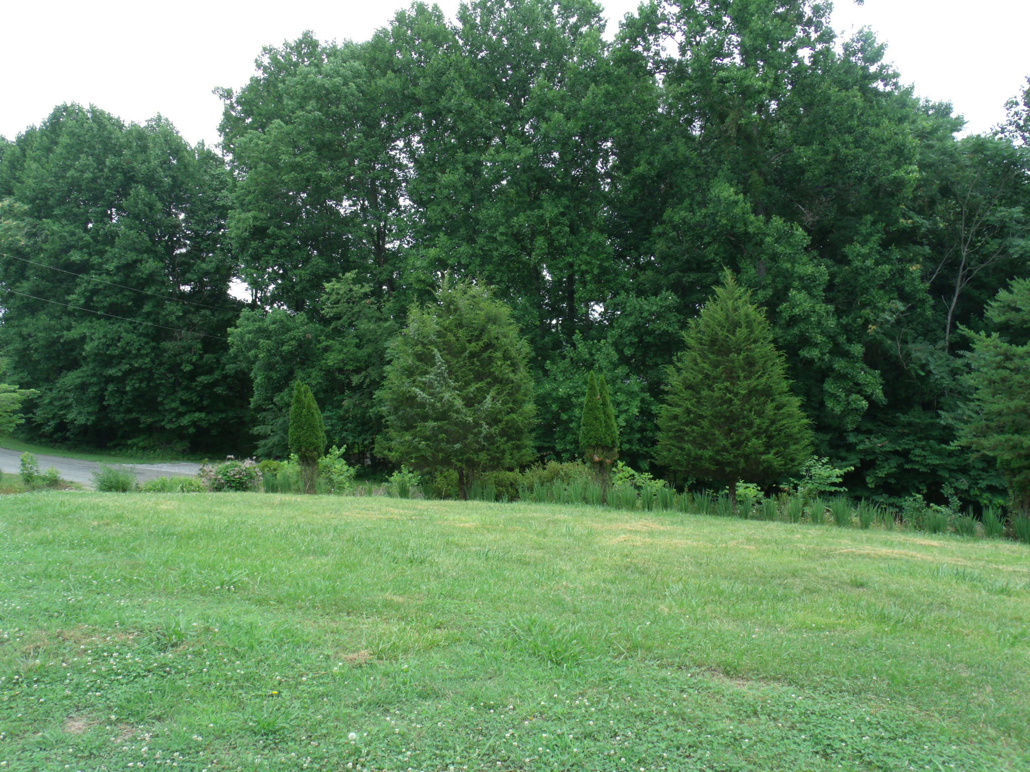 1008 Black Jack Road Stuart, VA 24171 - Photo 14 of 14 a view of green field with trees in the background