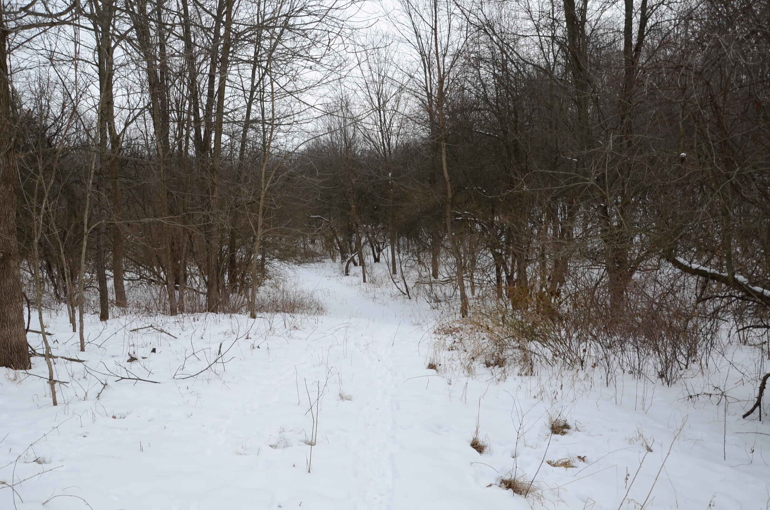Dew Road Horton, MI 49246 - Photo 11 of 42 DSC_4434