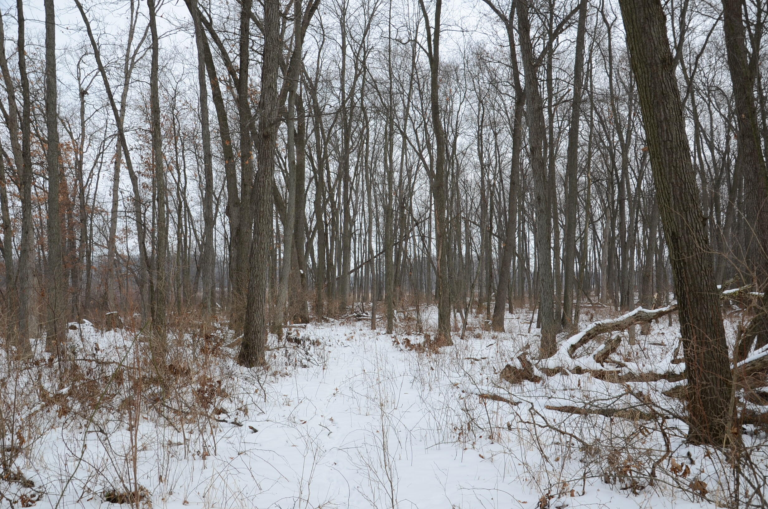 Dew Road Horton, MI 49246 - Photo 23 of 42 DSC_4442