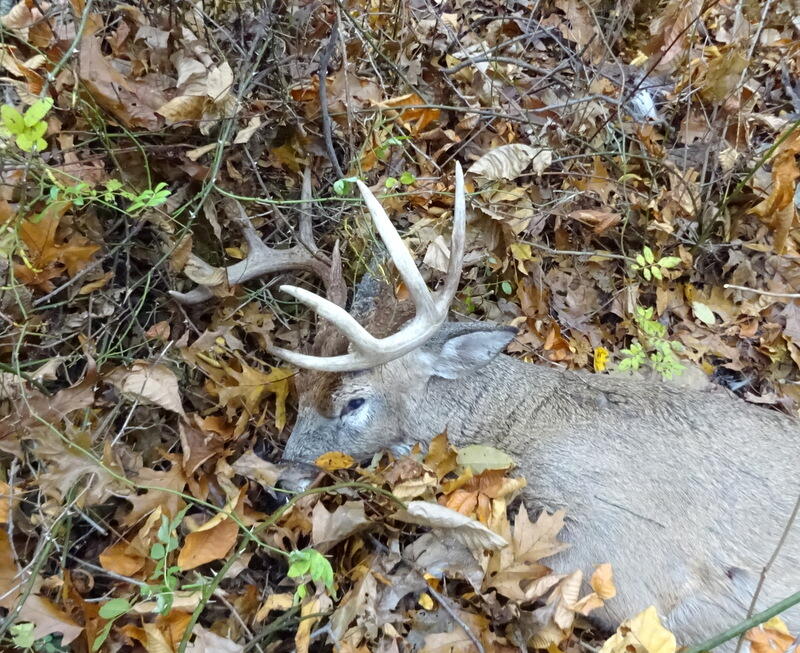 Dew Road Horton, MI 49246 - Photo 25 of 42 buck pic 1