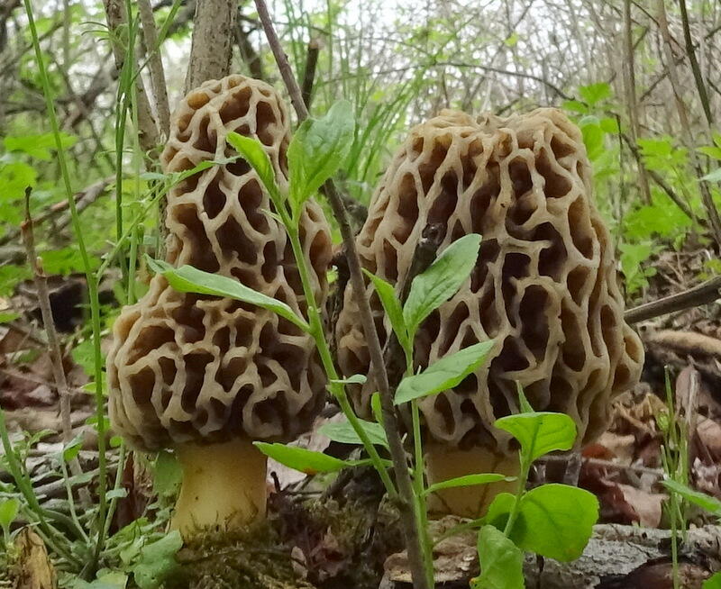 Dew Road Horton, MI 49246 - Photo 28 of 42 Morel 1
