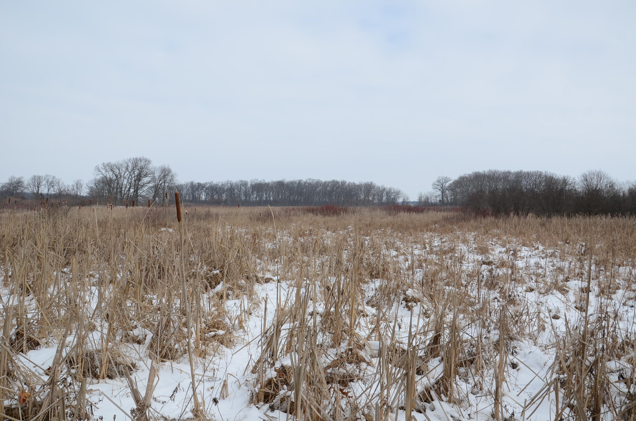 Dew Road Horton, MI 49246 - Photo 31 of 42 DSC_4447
