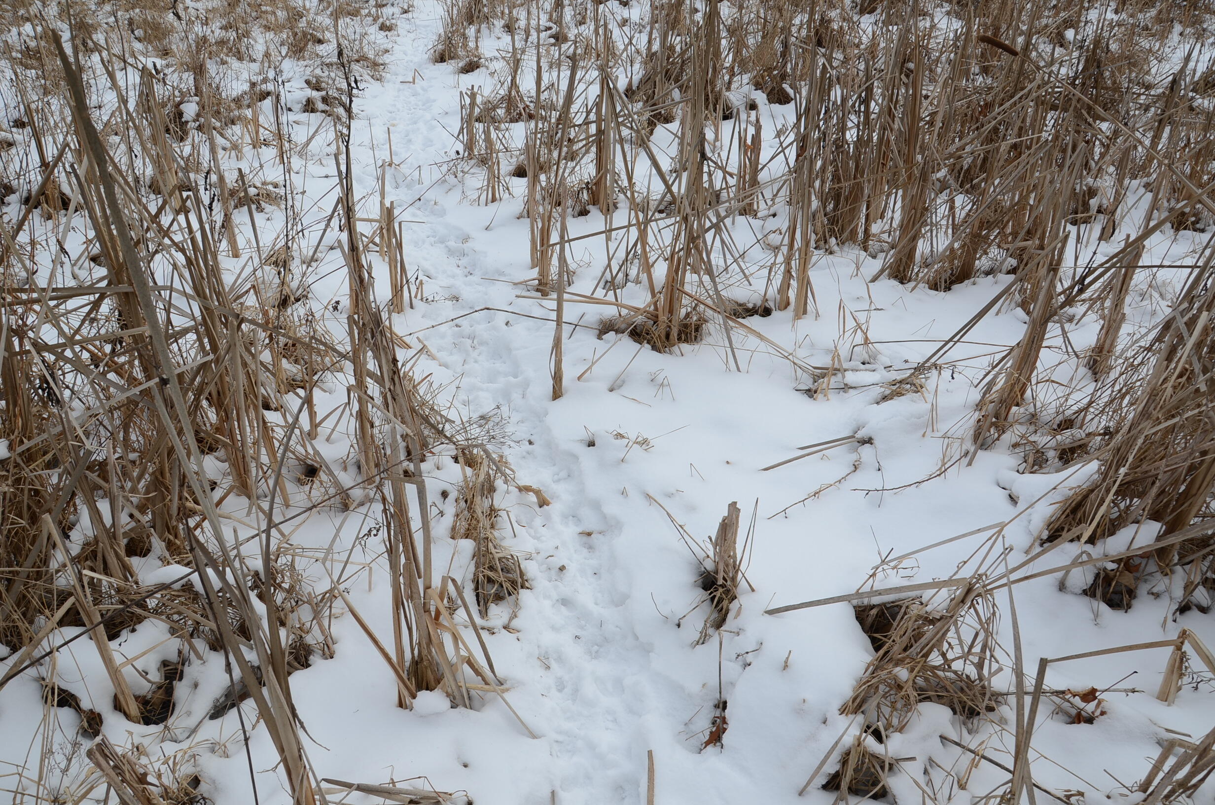 Dew Road Horton, MI 49246 - Photo 32 of 42 DSC_4448