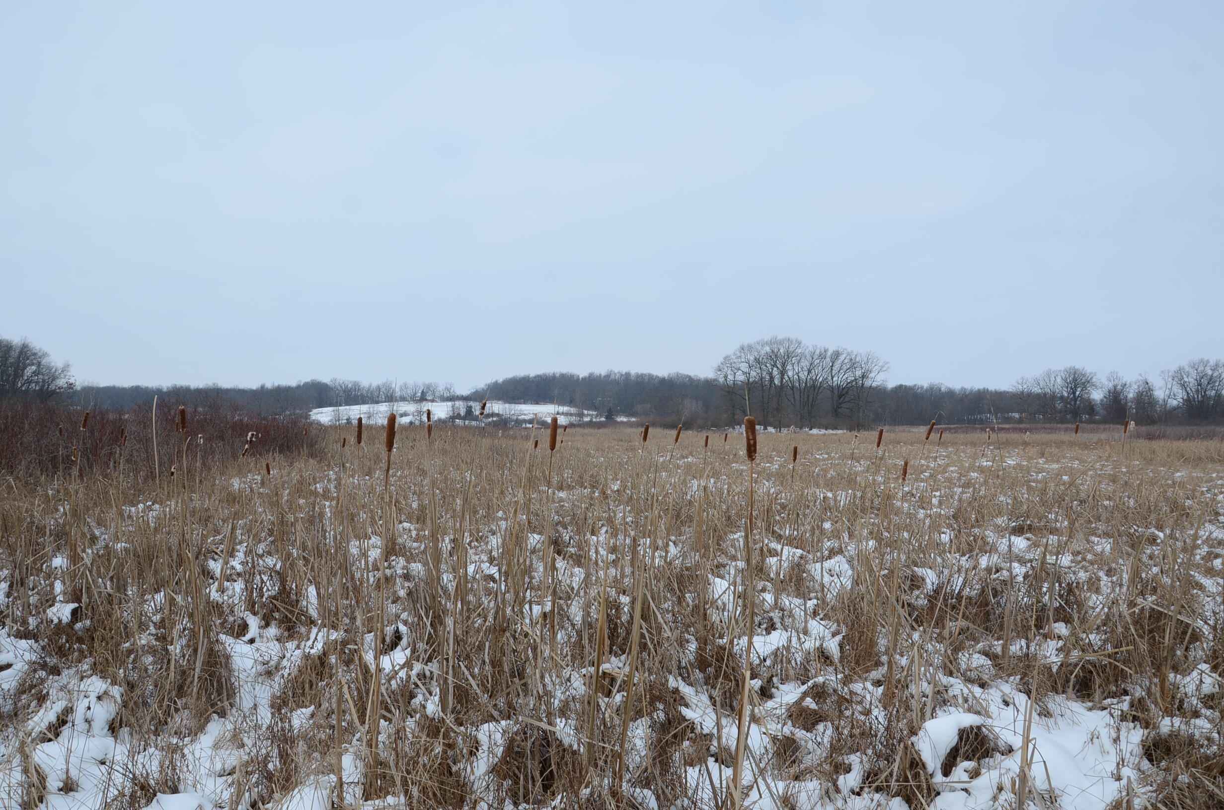 Dew Road Horton, MI 49246 - Photo 35 of 42 DSC_4451