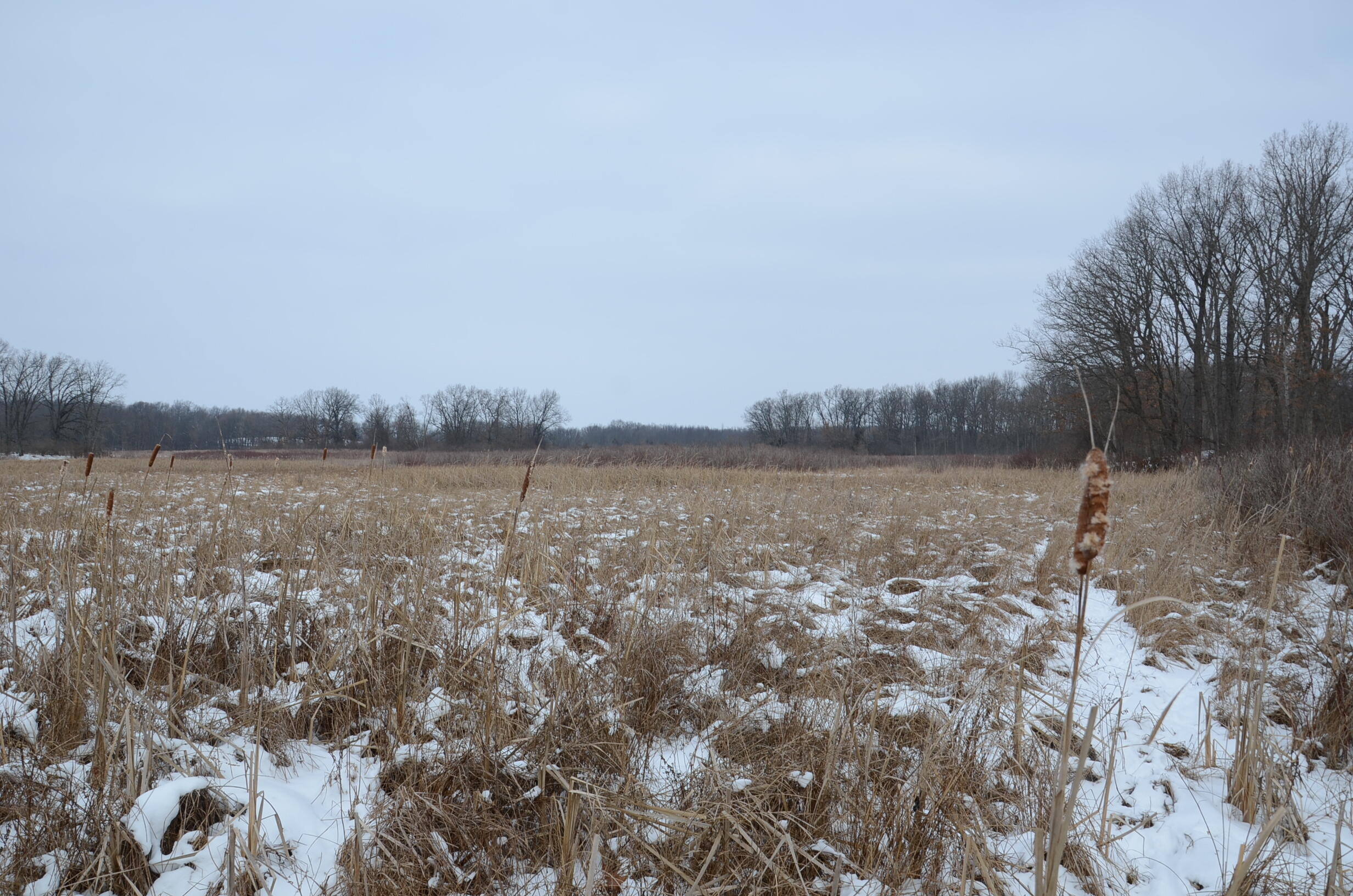 Dew Road Horton, MI 49246 - Photo 36 of 42 DSC_4452
