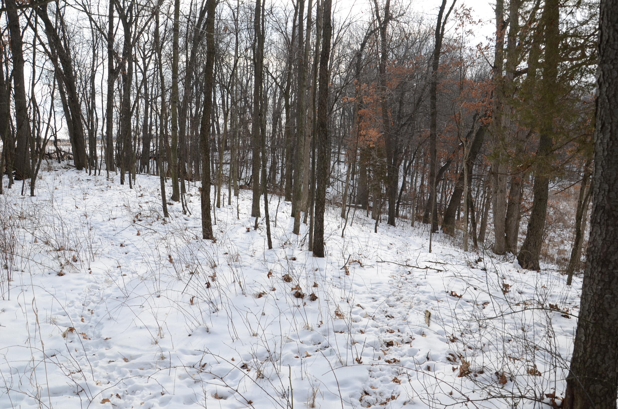 Dew Road Horton, MI 49246 - Photo 41 of 42 DSC_4457