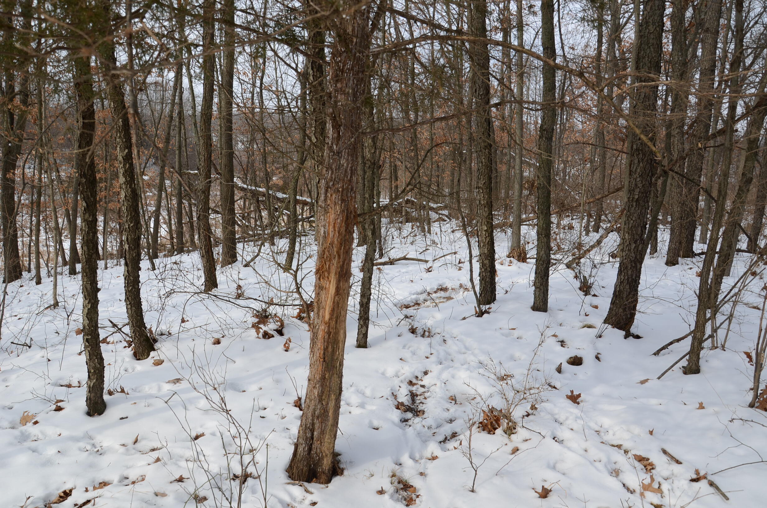 Dew Road Horton, MI 49246 - Photo 42 of 42 DSC_4458