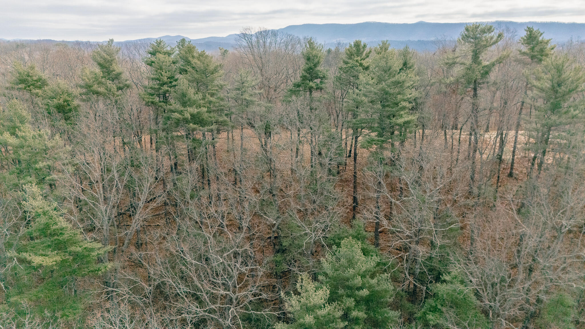 3909 Hodge Hollow Road Pulaski, VA 24301 - Photo 10 of 14 Clark pic 11