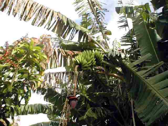 48 Mile Hana Road Hana, HI 96713 - Photo 17 of 17 Gallery Image 17